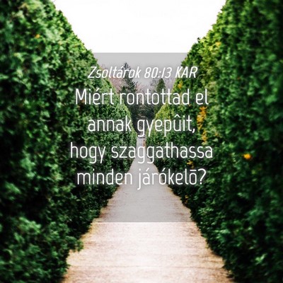 Picture 04 - Zsoltárok 80:13 KAR - Miért rontottad el annak gyepûit, hogy - Bible Verse Picture