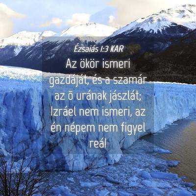 Picture 04 - Ézsaiás 1:3 KAR - Az ökör ismeri gazdáját, és a szamár az õ - Bible Verse Picture