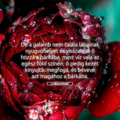 Picture 05 - 1 Mózes 8:9 KAR - De a galamb nem talála lábainak nyugvóhelyet - Bible Verse Picture