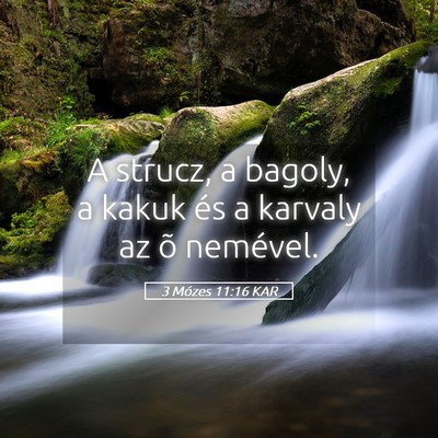 Picture 05 - 3 Mózes 11:16 KAR - A strucz, a bagoly, a kakuk és a karvaly az õ - Bible Verse Picture