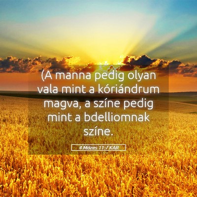 Picture 05 - 4 Mózes 11:7 KAR - (A manna pedig olyan vala mint a kóriándrum - Bible Verse Picture