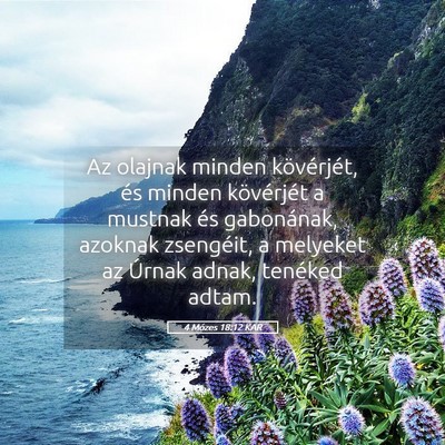 Picture 05 - 4 Mózes 18:12 KAR - Az olajnak minden kövérjét, és minden - Bible Verse Picture