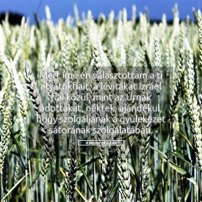 Picture 05 - 4 Mózes 18:6 KAR - Mert íme én választottam a ti atyátokfiait, a - Bible Verse Picture