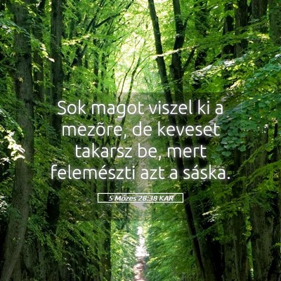 Picture 05 - 5 Mózes 28:38 KAR - Sok magot viszel ki a mezõre, de keveset takarsz - Bible Verse Picture
