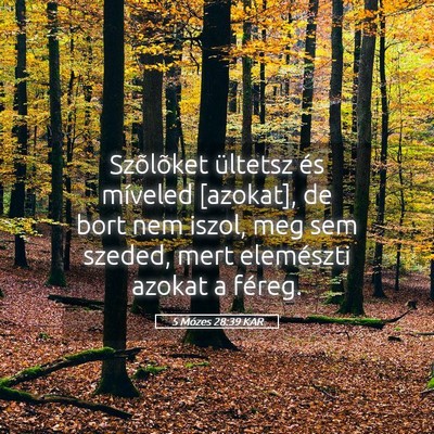 Picture 05 - 5 Mózes 28:39 KAR - Szõlõket ültetsz és míveled [azokat], de - Bible Verse Picture