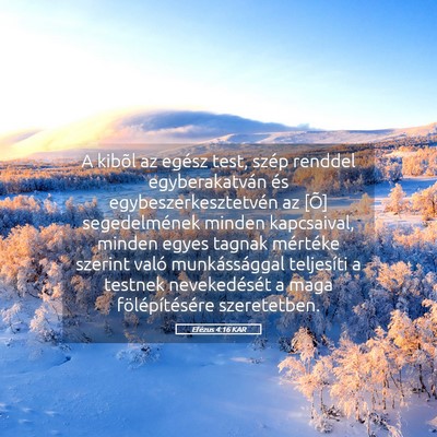 Picture 05 - Efézus 4:16 KAR - A kibõl az egész test, szép renddel - Bible Verse Picture