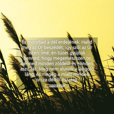 Picture 05 - Ezékiel 20:47 KAR - És mondjad a dél erdejének: Halld meg az Úr - Bible Verse Picture