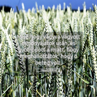 Picture 05 - Filippi 2:26 KAR - Mivelhogy vágyva vágyott mindnyájatok után, - Bible Verse Picture