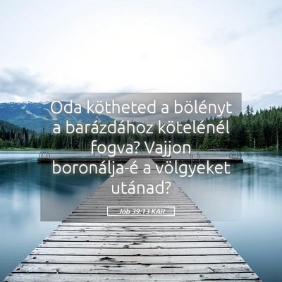 Picture 05 - Jób 39:13 KAR - Oda kötheted a bölényt a barázdához - Bible Verse Picture