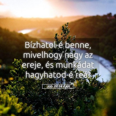 Picture 05 - Jób 39:14 KAR - Bízhatol-é benne, mivelhogy nagy az ereje, és - Bible Verse Picture