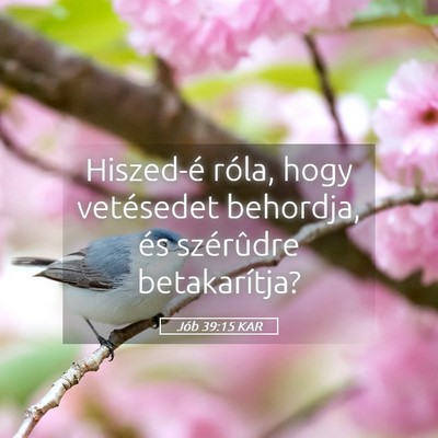 Picture 05 - Jób 39:15 KAR - Hiszed-é róla, hogy vetésedet behordja, és - Bible Verse Picture