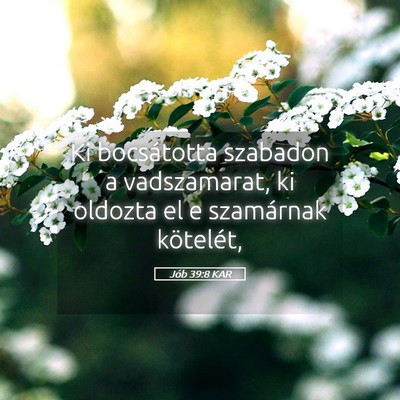 Picture 05 - Jób 39:8 KAR - Ki bocsátotta szabadon a vadszamarat, ki oldozta - Bible Verse Picture