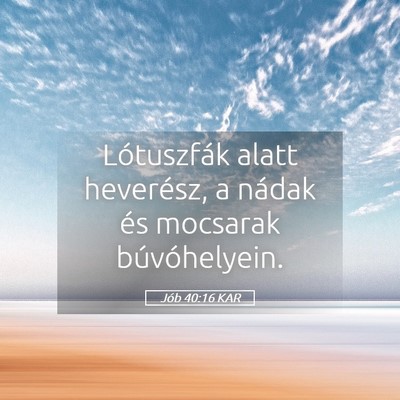 Picture 05 - Jób 40:16 KAR - Lótuszfák alatt heverész, a nádak és - Bible Verse Picture