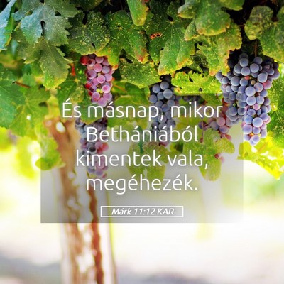 Picture 05 - Márk 11:12 KAR - És másnap, mikor Bethániából kimentek vala, - Bible Verse Picture