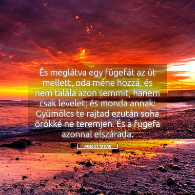 Picture 05 - Máté 21:19 KAR - És meglátva egy fügefát az út mellett, oda - Bible Verse Picture