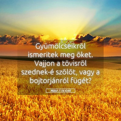 Picture 05 - Máté 7:16 KAR - Gyümölcseikrõl ismeritek meg õket. Vajjon a - Bible Verse Picture