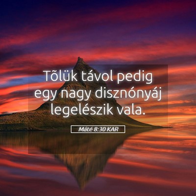 Picture 05 - Máté 8:30 KAR - Tõlük távol pedig egy nagy disznónyáj - Bible Verse Picture