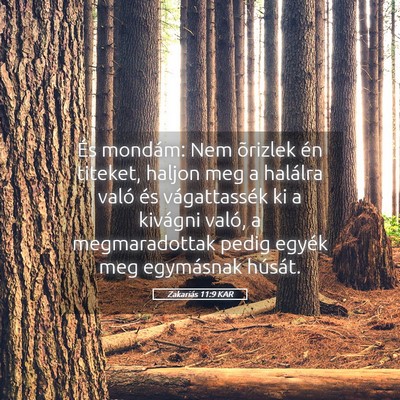 Picture 05 - Zakariás 11:9 KAR - És mondám: Nem õrizlek én titeket, haljon meg - Bible Verse Picture