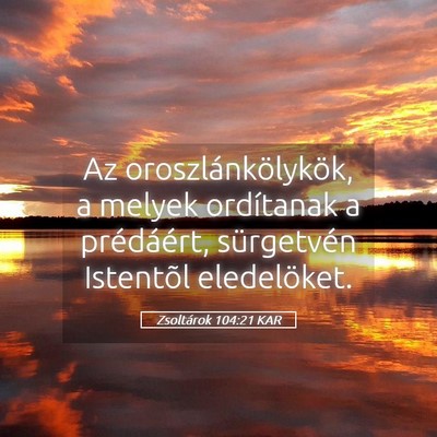 Picture 05 - Zsoltárok 104:21 KAR - Az oroszlánkölykök, a melyek ordítanak a - Bible Verse Picture