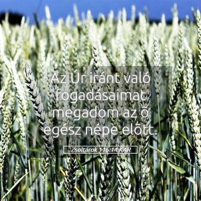 Picture 05 - Zsoltárok 116:14 KAR - Az Úr iránt való fogadásaimat megadom az õ - Bible Verse Picture