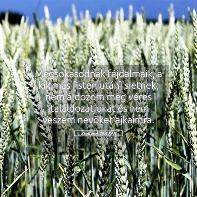 Picture 05 - Zsoltárok 16:4 KAR - Megsokasodnak fájdalmaik, a kik más [isten - Bible Verse Picture