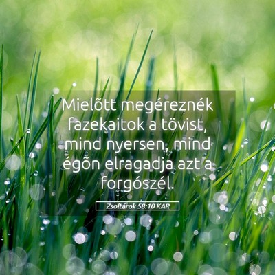 Picture 05 - Zsoltárok 58:10 KAR - Mielõtt megéreznék fazekaitok a tövist, mind - Bible Verse Picture