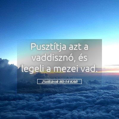 Picture 05 - Zsoltárok 80:14 KAR - Pusztítja azt a vaddisznó, és legeli a mezei - Bible Verse Picture