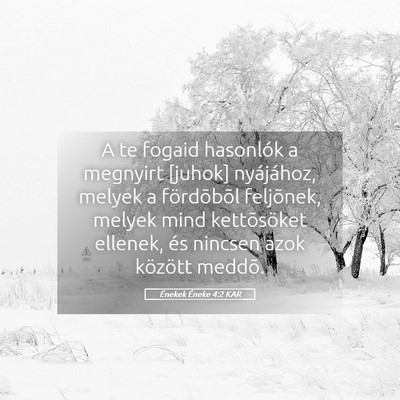 Picture 05 - Énekek Éneke 4:2 KAR - A te fogaid hasonlók a megnyirt [juhok] - Bible Verse Picture