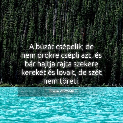 Picture 05 - Ézsaiás 28:28 KAR - A búzát csépelik; de nem örökre csépli azt, - Bible Verse Picture