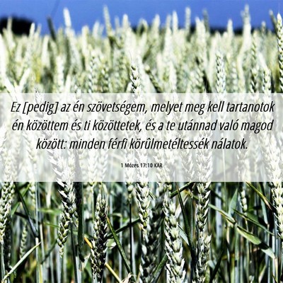 Picture 06 - 1 Mózes 17:10 KAR - Ez [pedig] az én szövetségem, melyet meg kell - Bible Verse Picture
