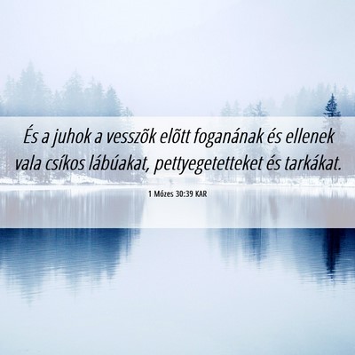 Picture 06 - 1 Mózes 30:39 KAR - És a juhok a vesszõk elõtt foganának és - Bible Verse Picture
