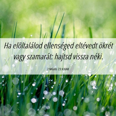 Picture 06 - 2 Mózes 23:4 KAR - Ha elõltalálod ellenséged eltévedt ökrét - Bible Verse Picture