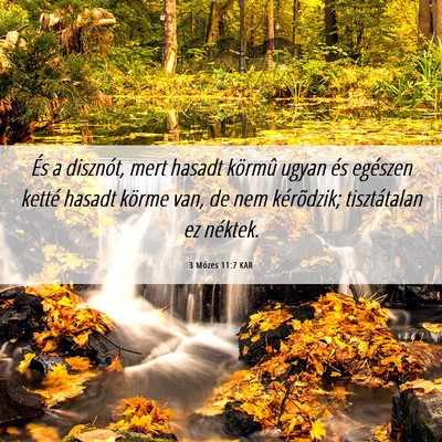 Picture 06 - 3 Mózes 11:7 KAR - És a disznót, mert hasadt körmû ugyan és - Bible Verse Picture