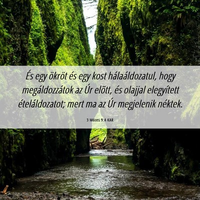 Picture 06 - 3 Mózes 9:4 KAR - És egy ökröt és egy kost hálaáldozatul, - Bible Verse Picture