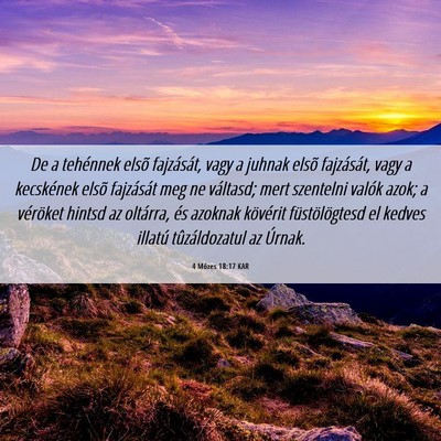 Picture 06 - 4 Mózes 18:17 KAR - De a tehénnek elsõ fajzását, vagy a juhnak - Bible Verse Picture