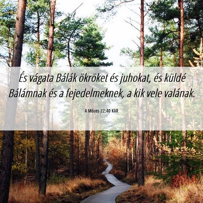 Picture 06 - 4 Mózes 22:40 KAR - És vágata Bálák ökröket és juhokat, és - Bible Verse Picture