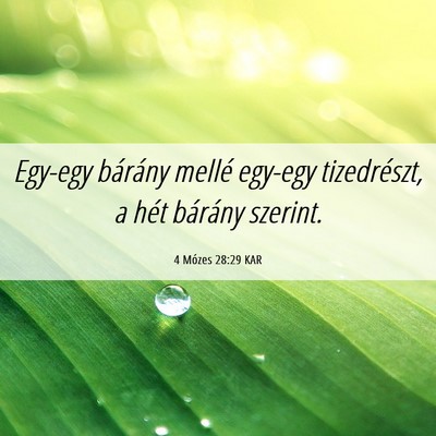 Picture 06 - 4 Mózes 28:29 KAR - Egy-egy bárány mellé egy-egy tizedrészt, a - Bible Verse Picture