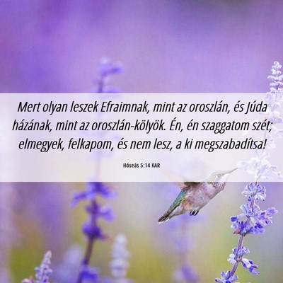 Picture 06 - Hóseás 5:14 KAR - Mert olyan leszek Efraimnak, mint az oroszlán, - Bible Verse Picture