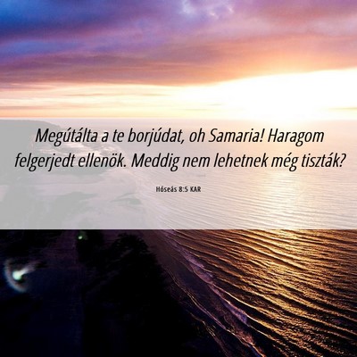 Picture 06 - Hóseás 8:5 KAR - Megútálta a te borjúdat, oh Samaria! Haragom - Bible Verse Picture