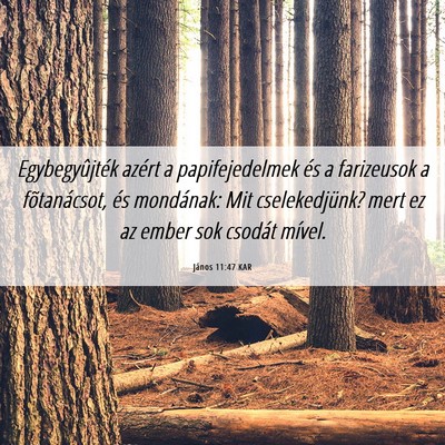 Picture 06 - János 11:47 KAR - Egybegyûjték azért a papifejedelmek és a - Bible Verse Picture