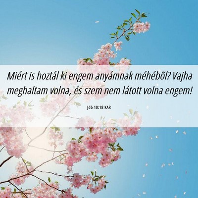 Picture 06 - Jób 10:18 KAR - Miért is hoztál ki engem anyámnak méhébõl? - Bible Verse Picture