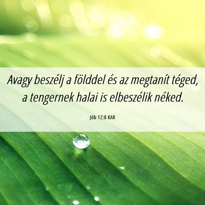 Picture 06 - Jób 12:8 KAR - Avagy beszélj a földdel és az megtanít - Bible Verse Picture