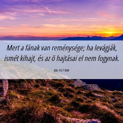 Picture 06 - Jób 14:7 KAR - Mert a fának van reménysége; ha levágják, - Bible Verse Picture