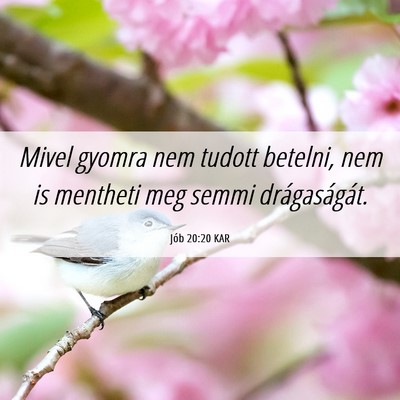 Picture 06 - Jób 20:20 KAR - Mivel gyomra nem tudott betelni, nem is mentheti - Bible Verse Picture