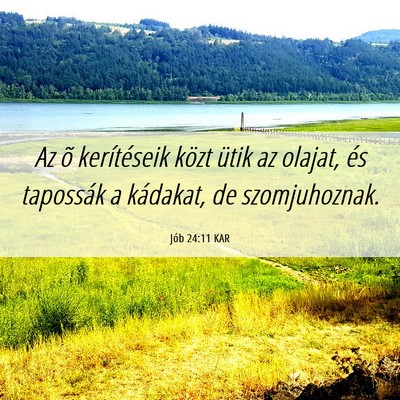 Picture 06 - Jób 24:11 KAR - Az õ kerítéseik közt ütik az olajat, és - Bible Verse Picture