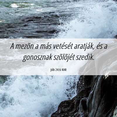 Picture 06 - Jób 24:6 KAR - A mezõn a más vetését aratják, és a - Bible Verse Picture