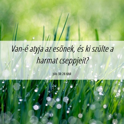 Picture 06 - Jób 38:28 KAR - Van-é atyja az esõnek, és ki szülte a harmat - Bible Verse Picture