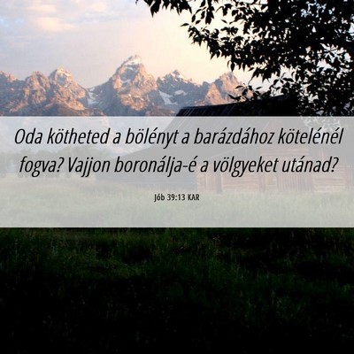 Picture 06 - Jób 39:13 KAR - Oda kötheted a bölényt a barázdához - Bible Verse Picture