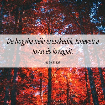 Picture 06 - Jób 39:21 KAR - De hogyha néki ereszkedik, kineveti a lovat és - Bible Verse Picture