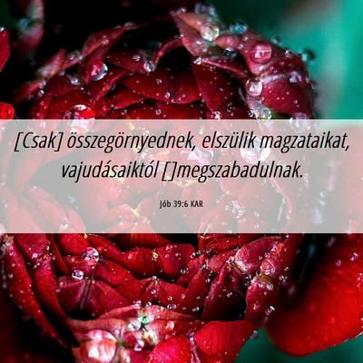 Picture 06 - Jób 39:6 KAR - [Csak] összegörnyednek, elszülik magzataikat, - Bible Verse Picture